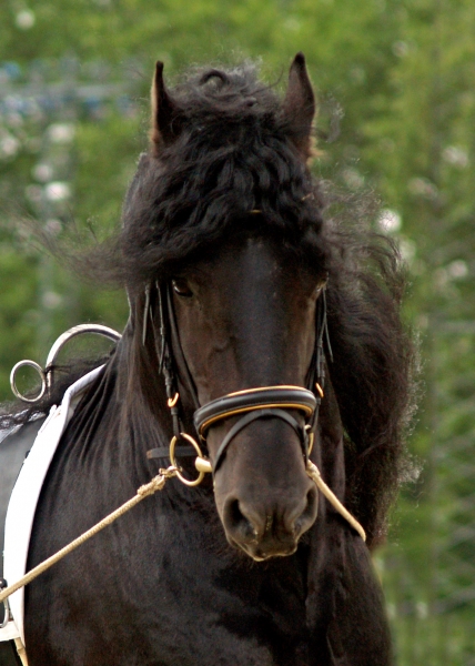 cavallo ritratto nero stallone castrone frisone
