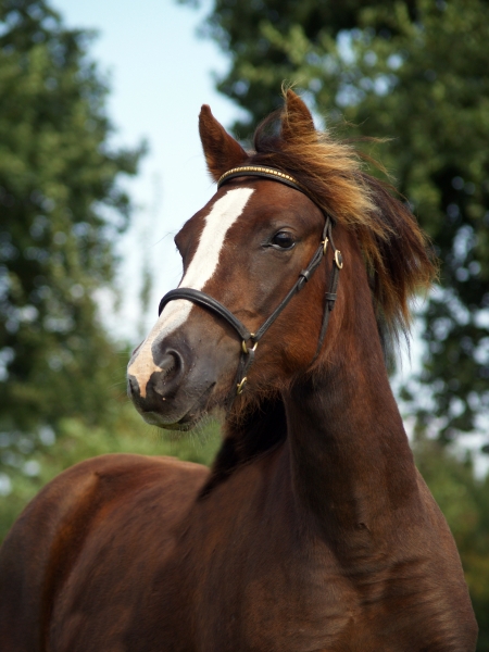 cavallo ritratto cavalli pony stallone castrone