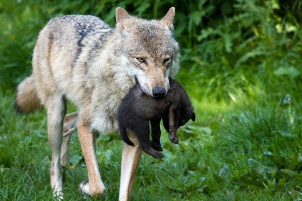 Lupo con i bambini al den entrata Foto stock - Alamy