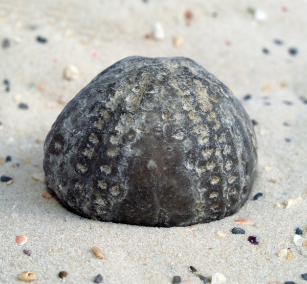 pietra sasso stella di mare fossile