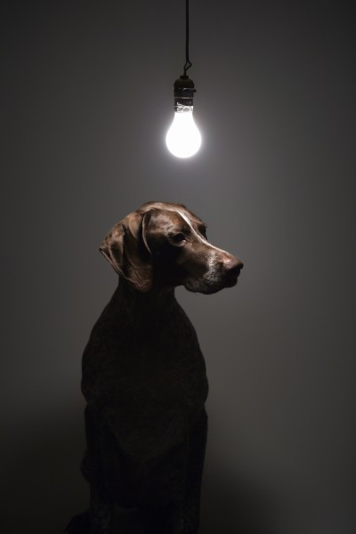 cane sotto la lampadina