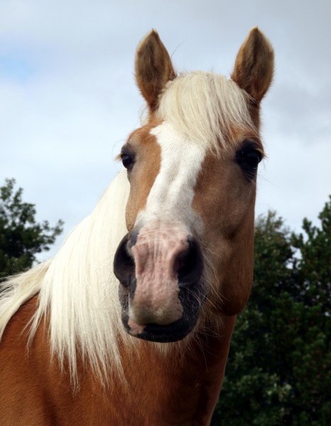 profilo ritratto cavallo stallone castrone ciuffo