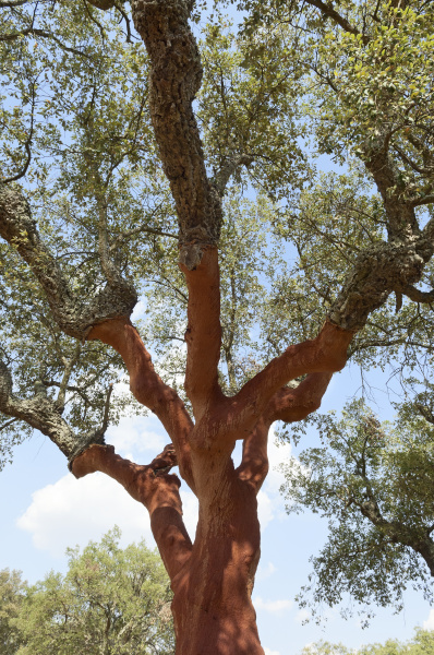 Alberi di sughero - Stockphoto #8944930