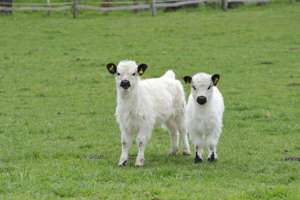 Galloway mostra il bestiame