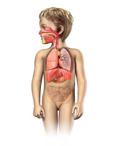 Poster Umana anatomia maschile, solo gli organi interni, pieno respiratoria  e 