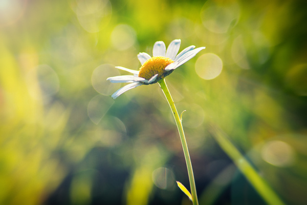 ID immagine 17715088