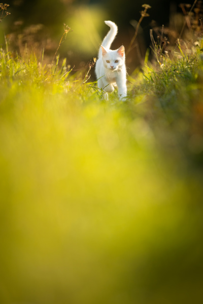 gattino bianco estremamente carino su un
