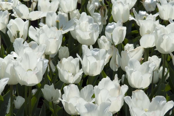 tulpe bianco marvel