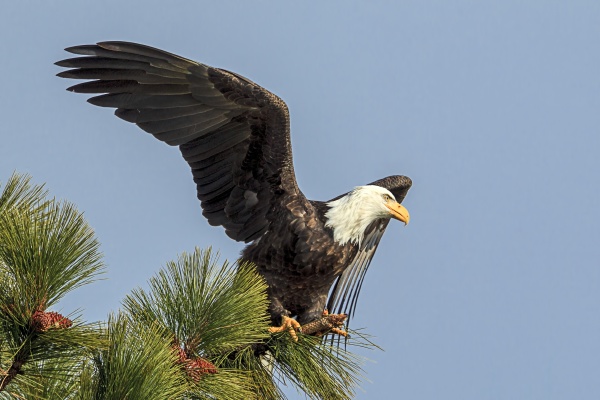 eagle, prepares, to, fly, from, branch - 30902457