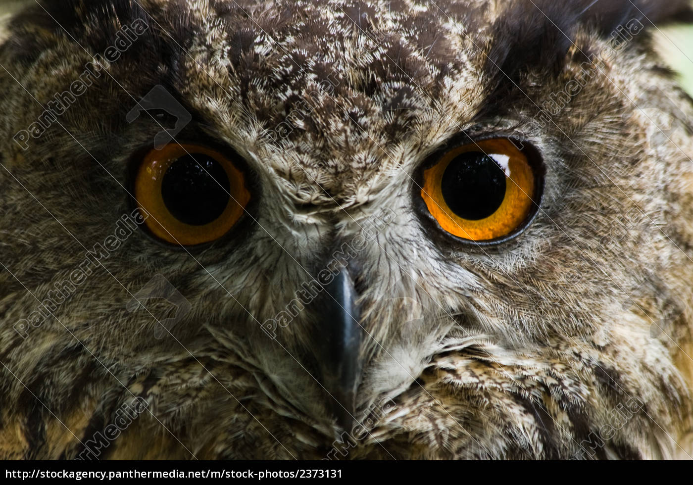 Gufo Con I Grandi Occhi Arancioni Immagine Stock - Immagine di predatore,  timore: 12531731