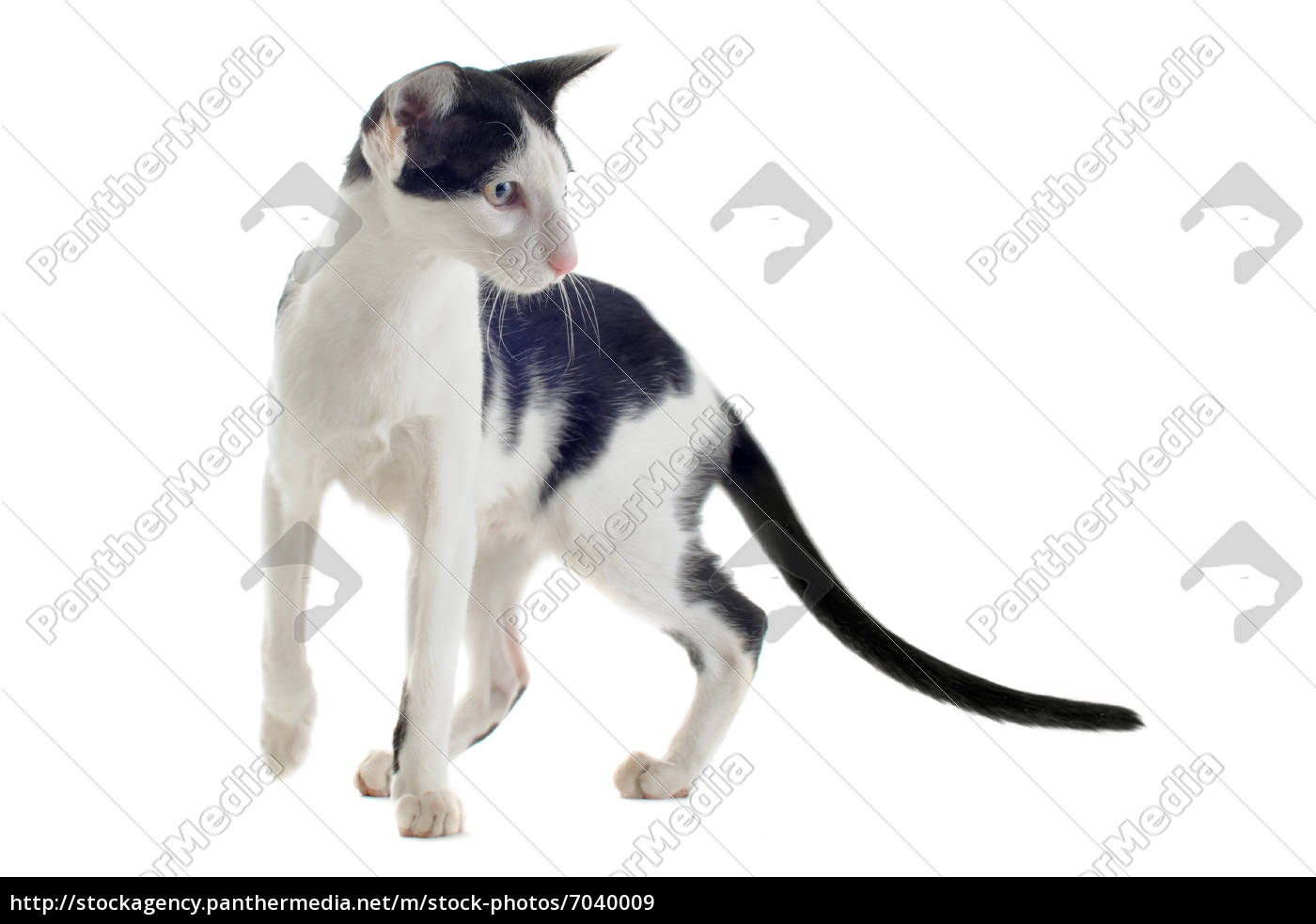 gatto orientale in bianco e nero - Foto stock #7040009