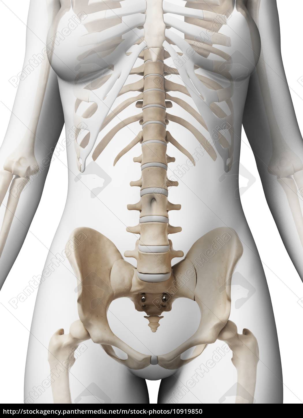 Illustrazione 3d renderizzata dello scheletro femminile - Stockphoto  #10919850