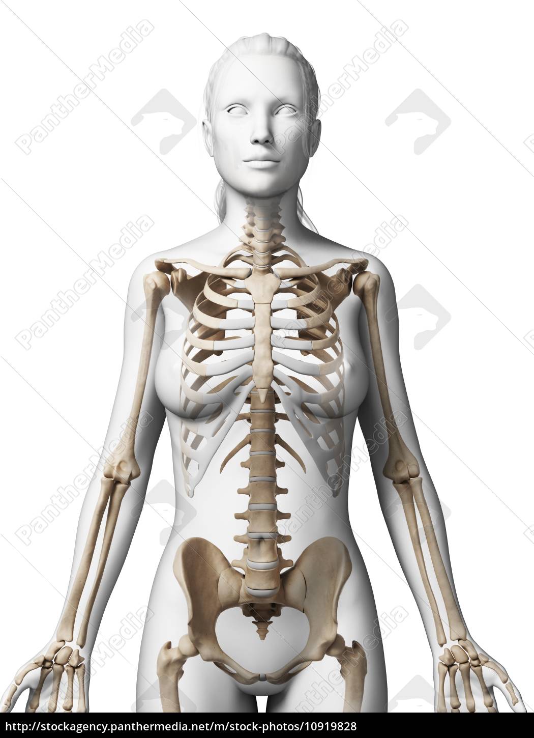 Femmina dello scheletro umano Foto stock - Alamy