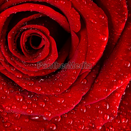 sfondo rosa rossa - Stockphoto #15979059