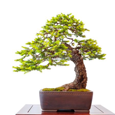 Immagini Stock - Bonsai In Un Piccolo Pentolino. Image 28463980