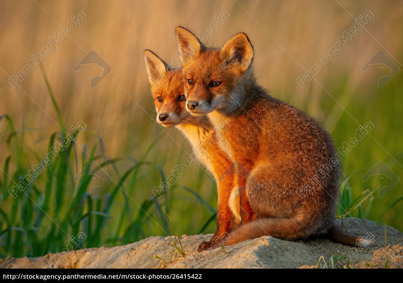 MB Gram Fox - Il porta merenda bambini Volpe - Rosa